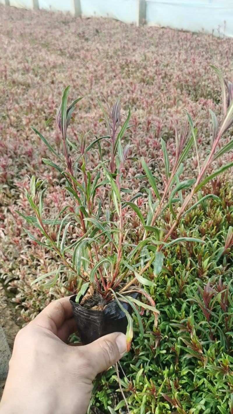 红花山桃草粉花山桃草千鸟花