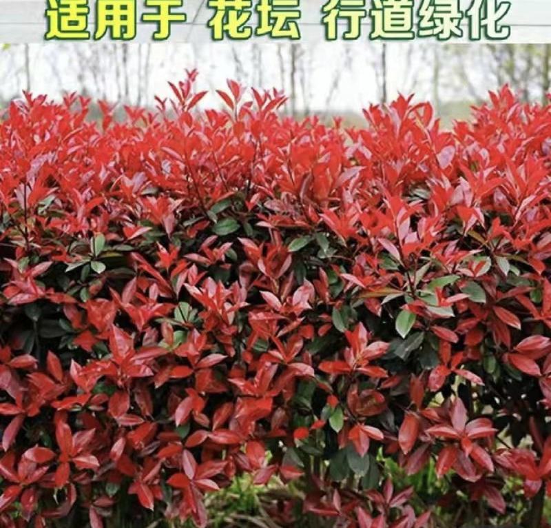 红叶石楠种子红罗宾火焰石楠种子实体经营质量保证全国发货