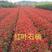 红叶石楠种子红罗宾火焰石楠种子实体经营质量保证全国发货