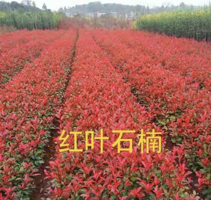 红叶石楠种子红罗宾火焰石楠种子实体经营质量保证全国发货