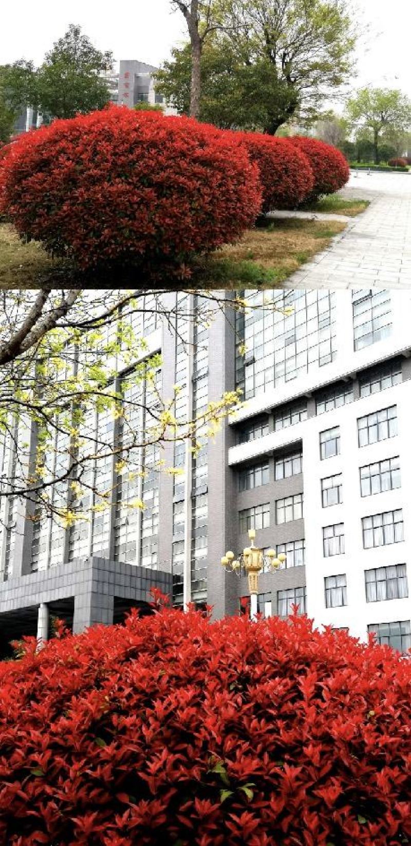 红叶石楠种子红罗宾火焰石楠种子实体经营质量保证全国发货