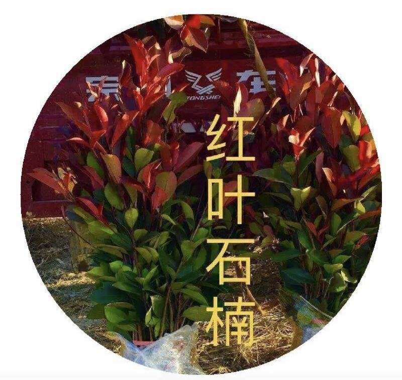 红叶石楠种子红罗宾火焰石楠种子实体经营质量保证全国发货