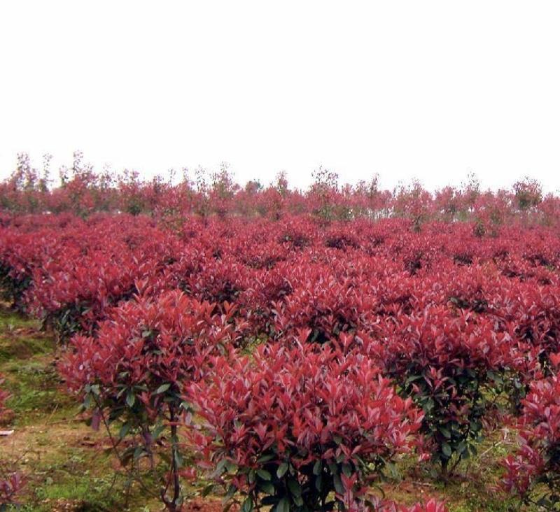 红叶石楠种子红罗宾火焰石楠种子实体经营质量保证全国发货