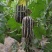 精品博洋九货源充足质量**都是7两到一斤