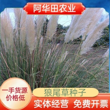 护坡草种子观赏狼尾草种子狗尾巴草种子猫尾巴草种子四季易种