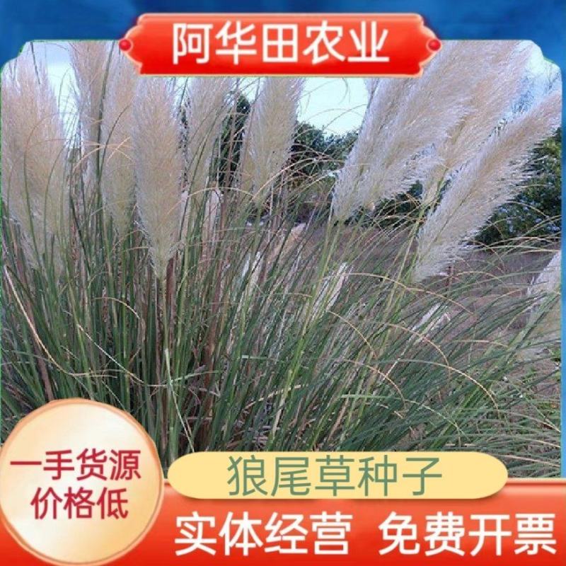 护坡草种子观赏狼尾草种子狗尾巴草种子猫尾巴草种子四季易种