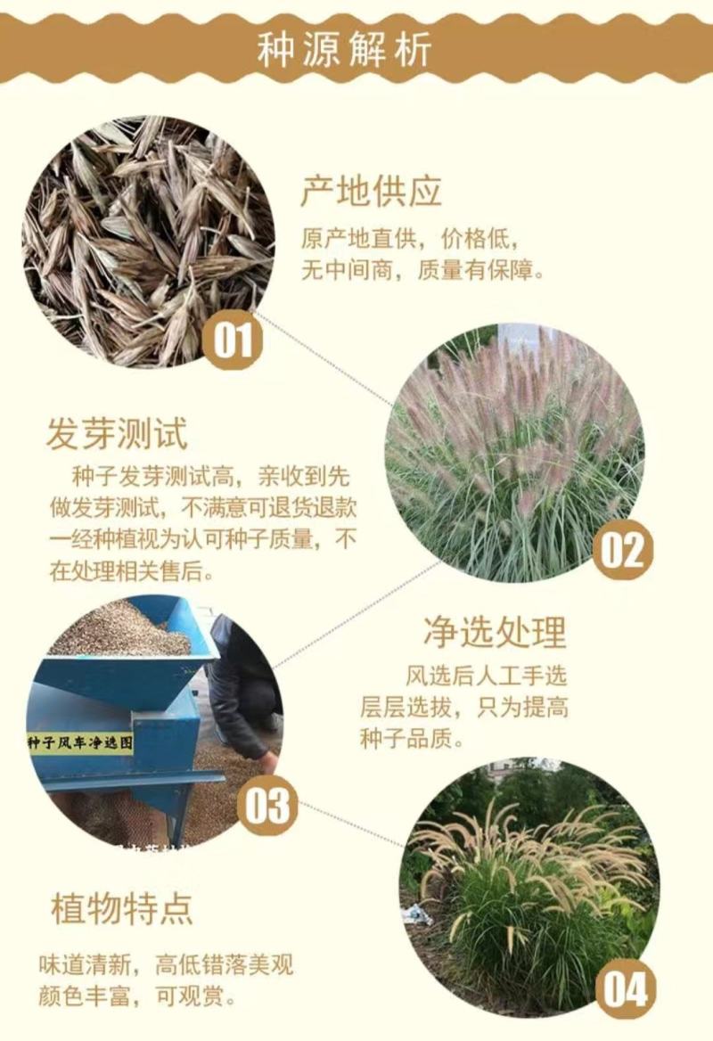 护坡草种子观赏狼尾草种子狗尾巴草种子猫尾巴草种子四季易种