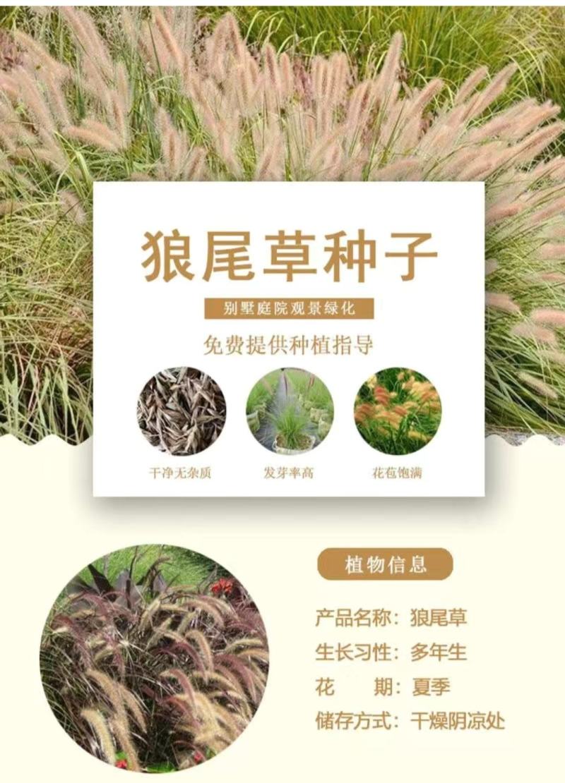 护坡草种子观赏狼尾草种子狗尾巴草种子猫尾巴草种子四季易种