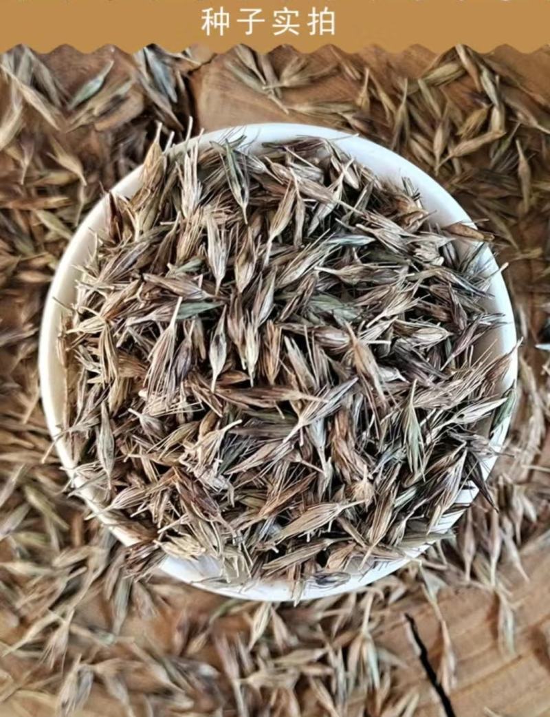 护坡草种子观赏狼尾草种子狗尾巴草种子猫尾巴草种子四季易种