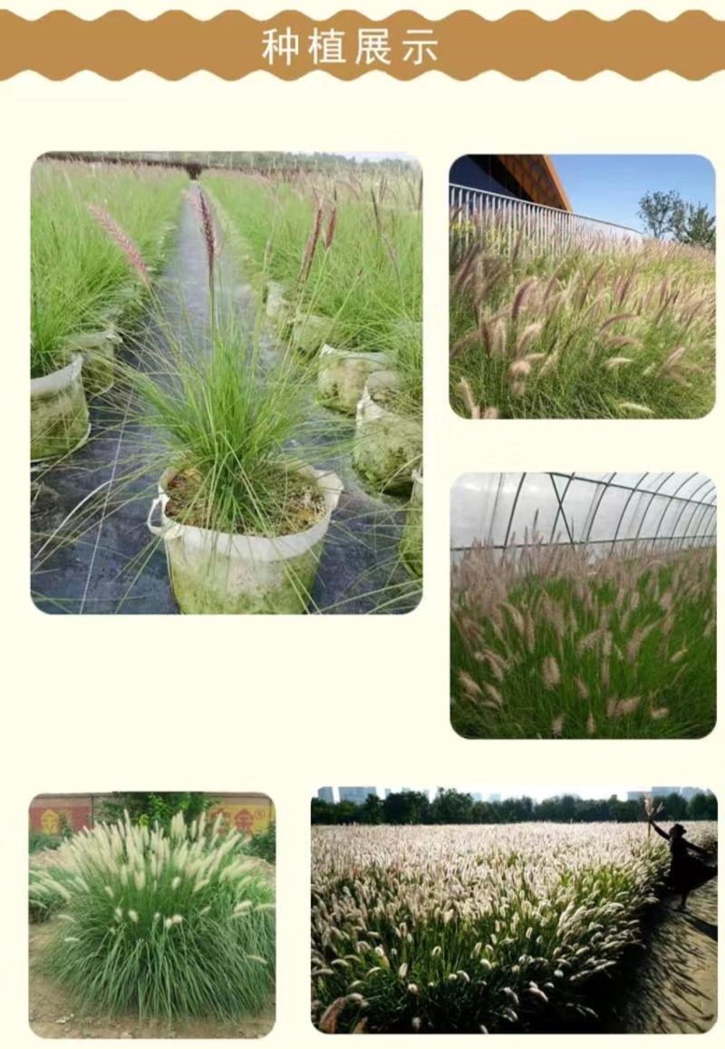 护坡草种子观赏狼尾草种子狗尾巴草种子猫尾巴草种子四季易种