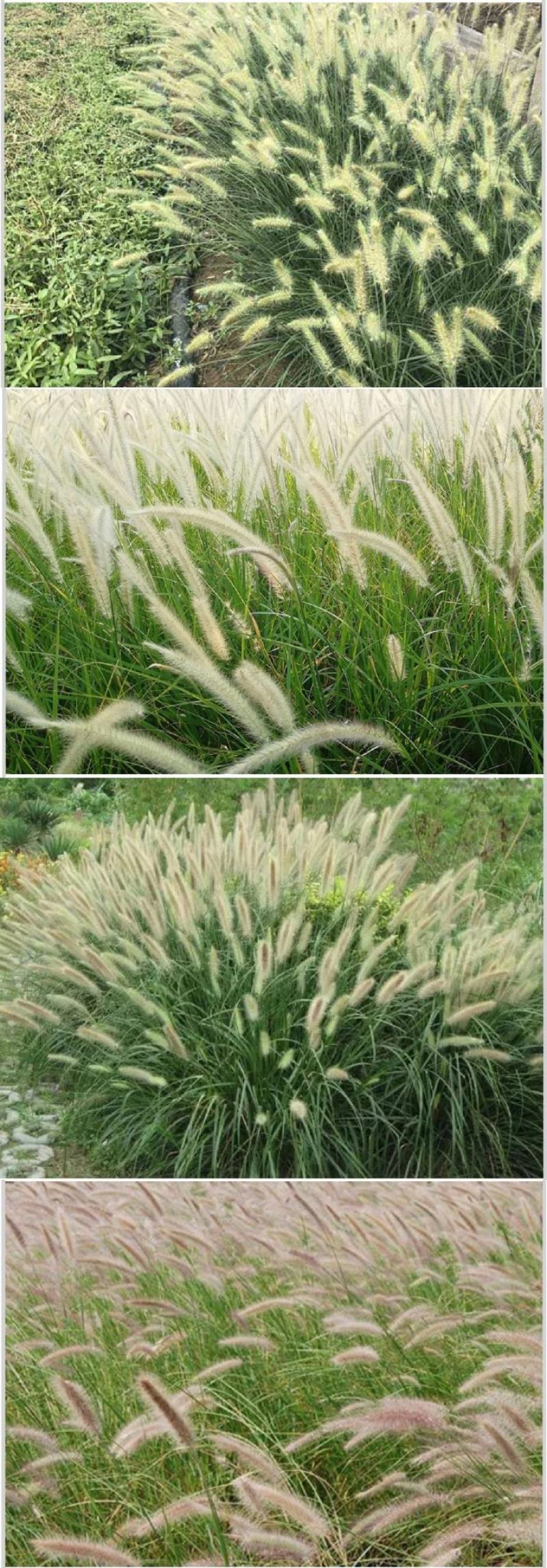 护坡草种子观赏狼尾草种子狗尾巴草种子猫尾巴草种子四季易种