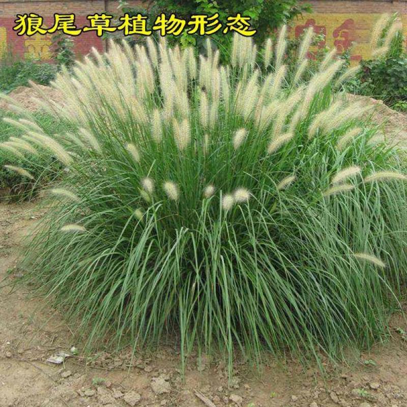 护坡草种子观赏狼尾草种子狗尾巴草种子猫尾巴草种子四季易种