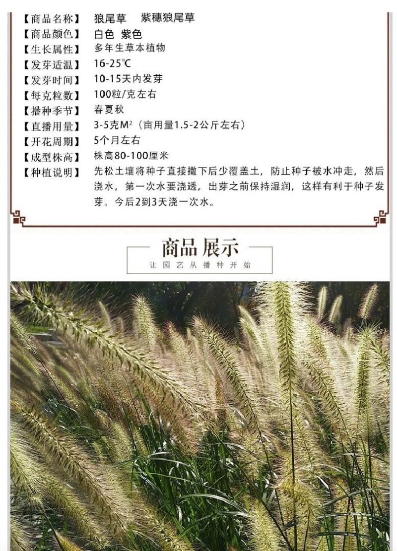 护坡草种子观赏狼尾草种子狗尾巴草种子猫尾巴草种子四季易种