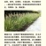护坡草种子观赏狼尾草种子狗尾巴草种子猫尾巴草种子四季易种