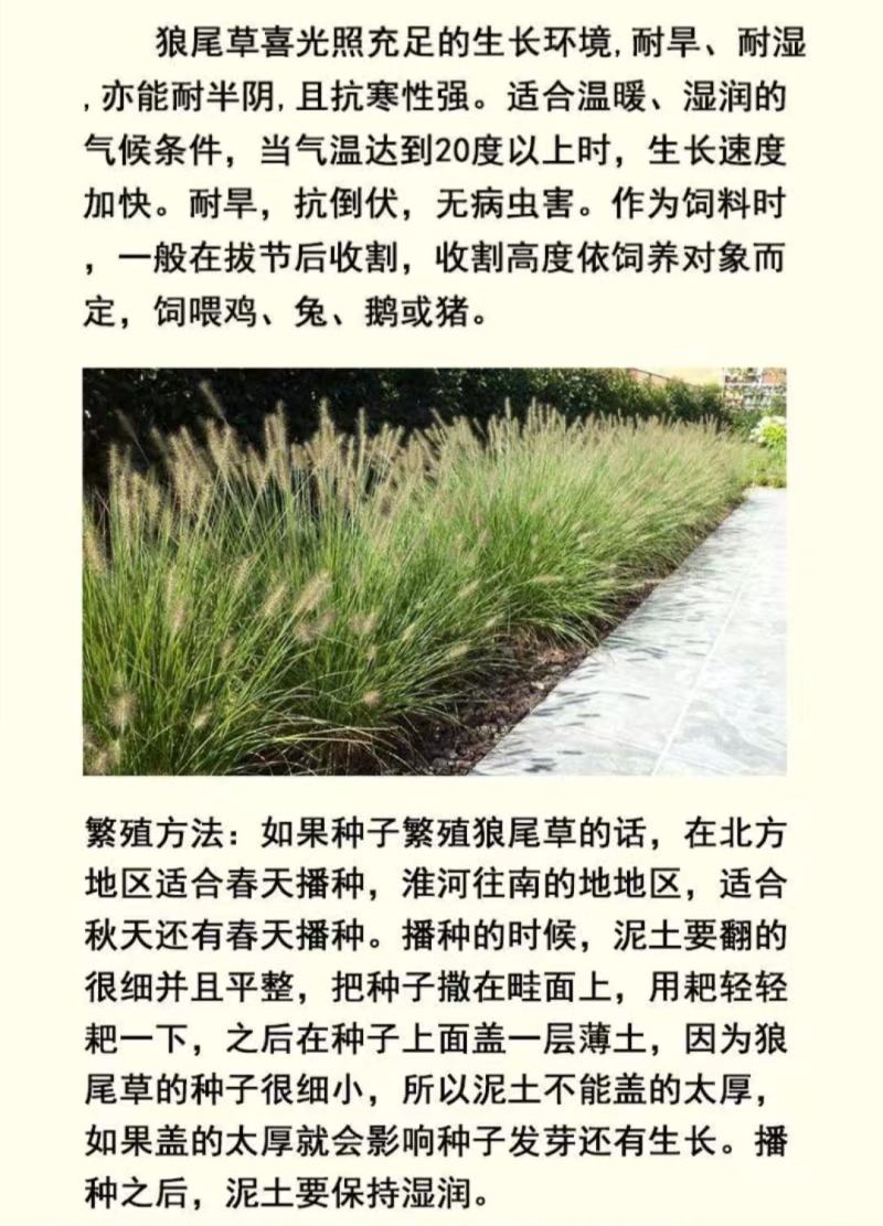 护坡草种子观赏狼尾草种子狗尾巴草种子猫尾巴草种子四季易种