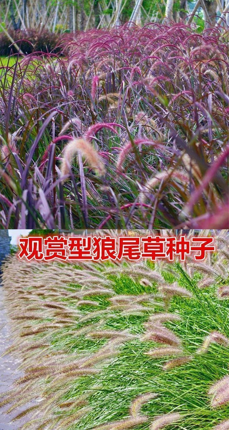 护坡草种子观赏狼尾草种子狗尾巴草种子猫尾巴草种子四季易种