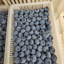 江苏蓝莓，暖棚果大量上市！品种有云雀、L、H5、绿宝石等