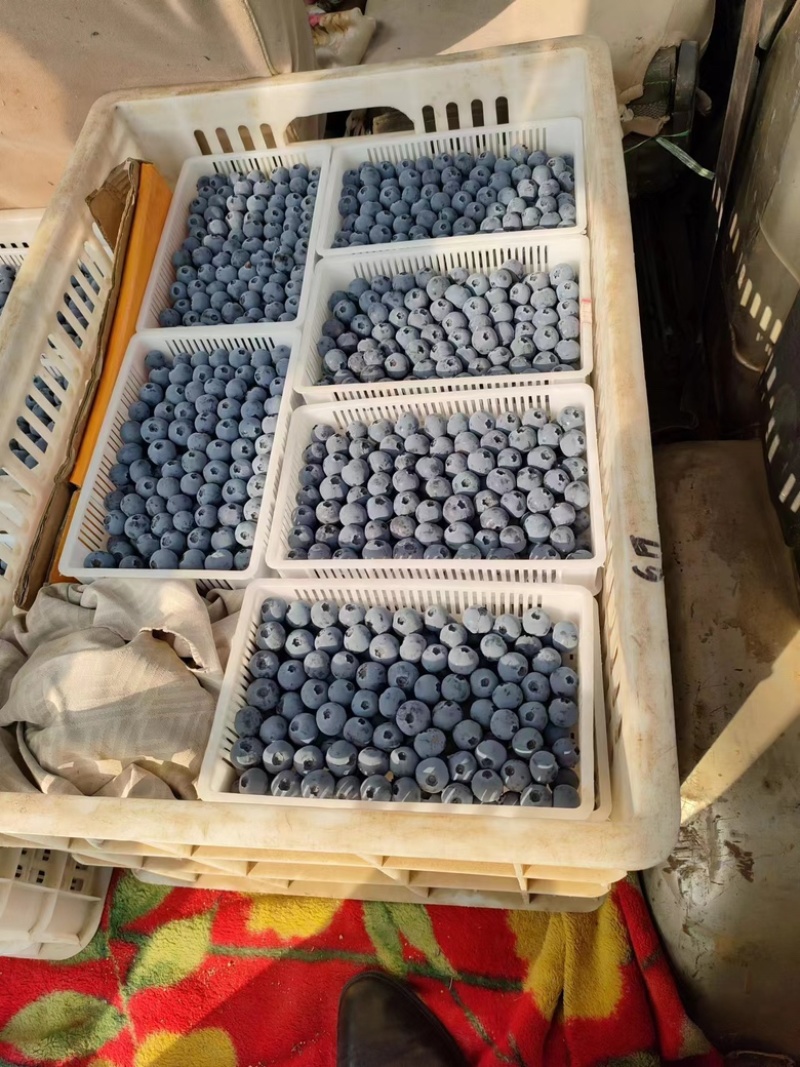 江苏蓝莓，暖棚果大量上市！品种有云雀、L、H5、绿宝石等