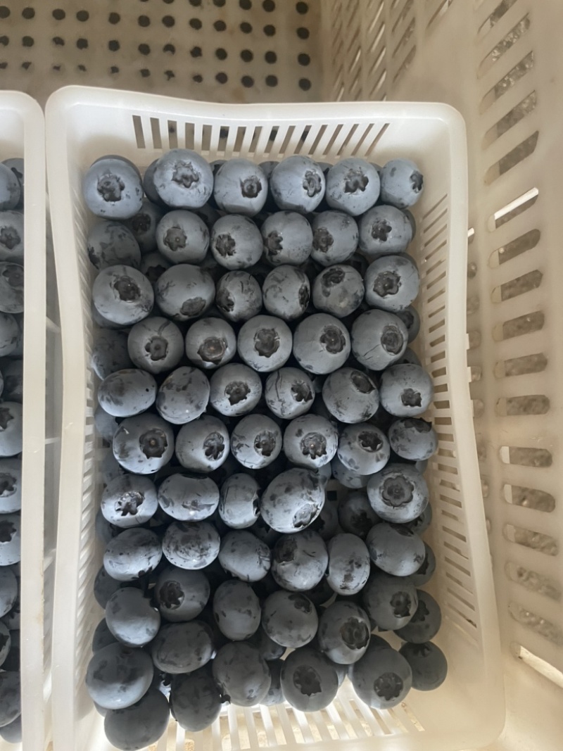 江苏蓝莓，暖棚果大量上市！品种有云雀、L、H5、绿宝石等