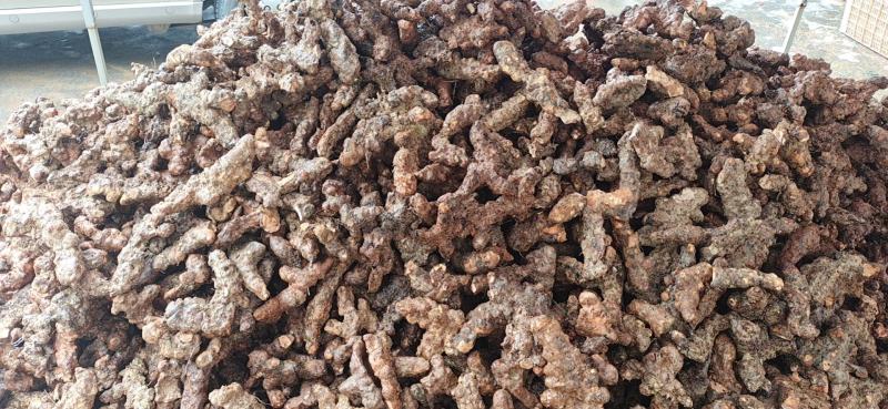 纯正天然野生白肉粉质清香煲汤清甜土茯苓实力高品质货源