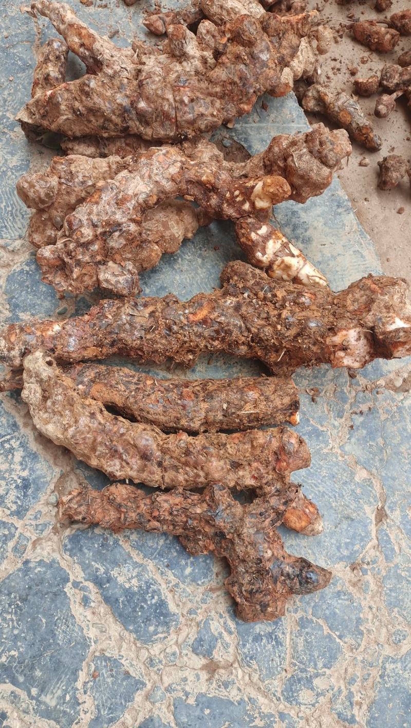 纯正天然野生白肉粉质清香煲汤清甜土茯苓实力高品质货源