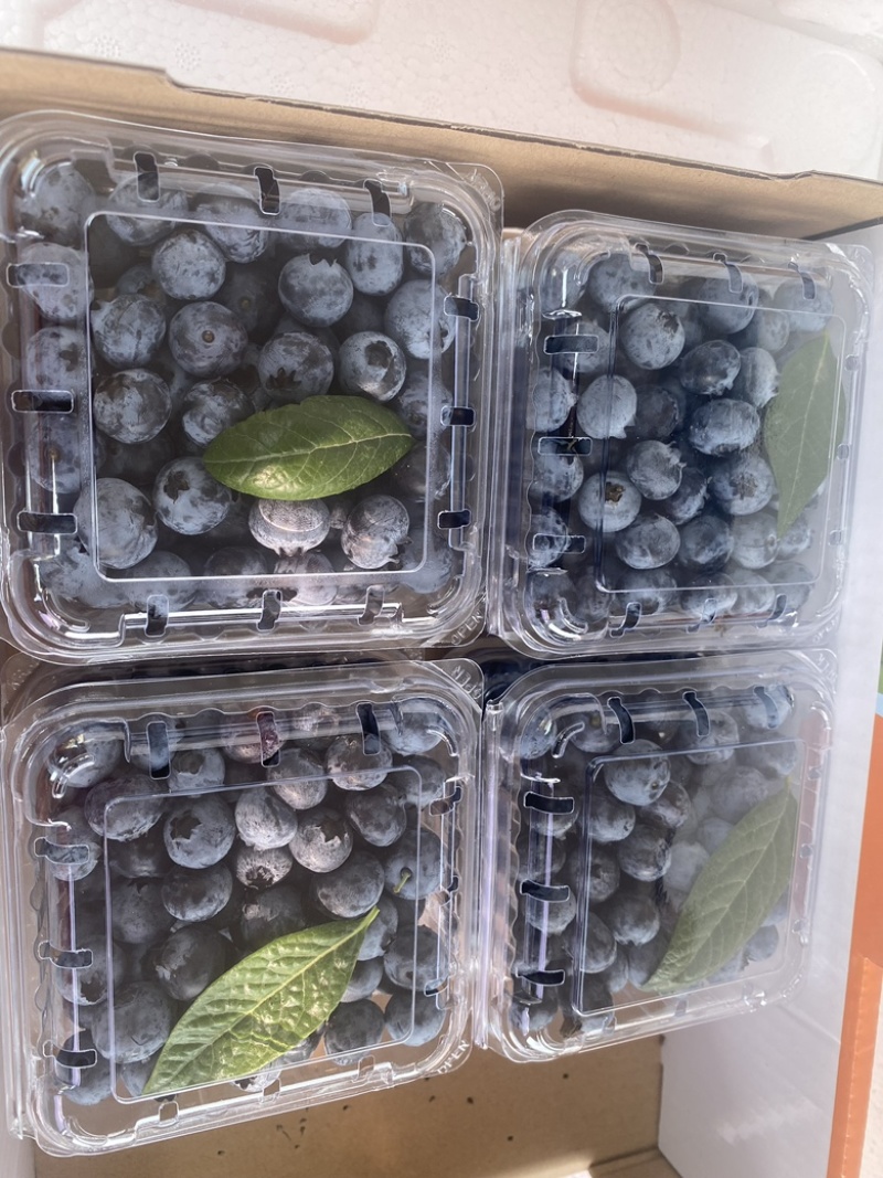 江苏蓝莓，暖棚果大量上市！品种有云雀、L、H5、绿宝石等