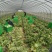 热卖球生菜！产地直供！大棚种植！货源充足！欢迎订购！