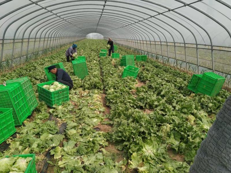 热卖球生菜！产地直供！大棚种植！货源充足！欢迎订购！