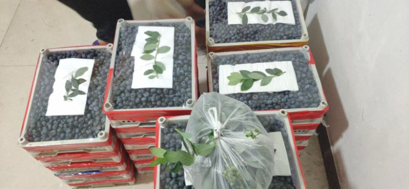 江苏蓝莓，暖棚果大量上市！品种有云雀、L、H5、绿宝石等