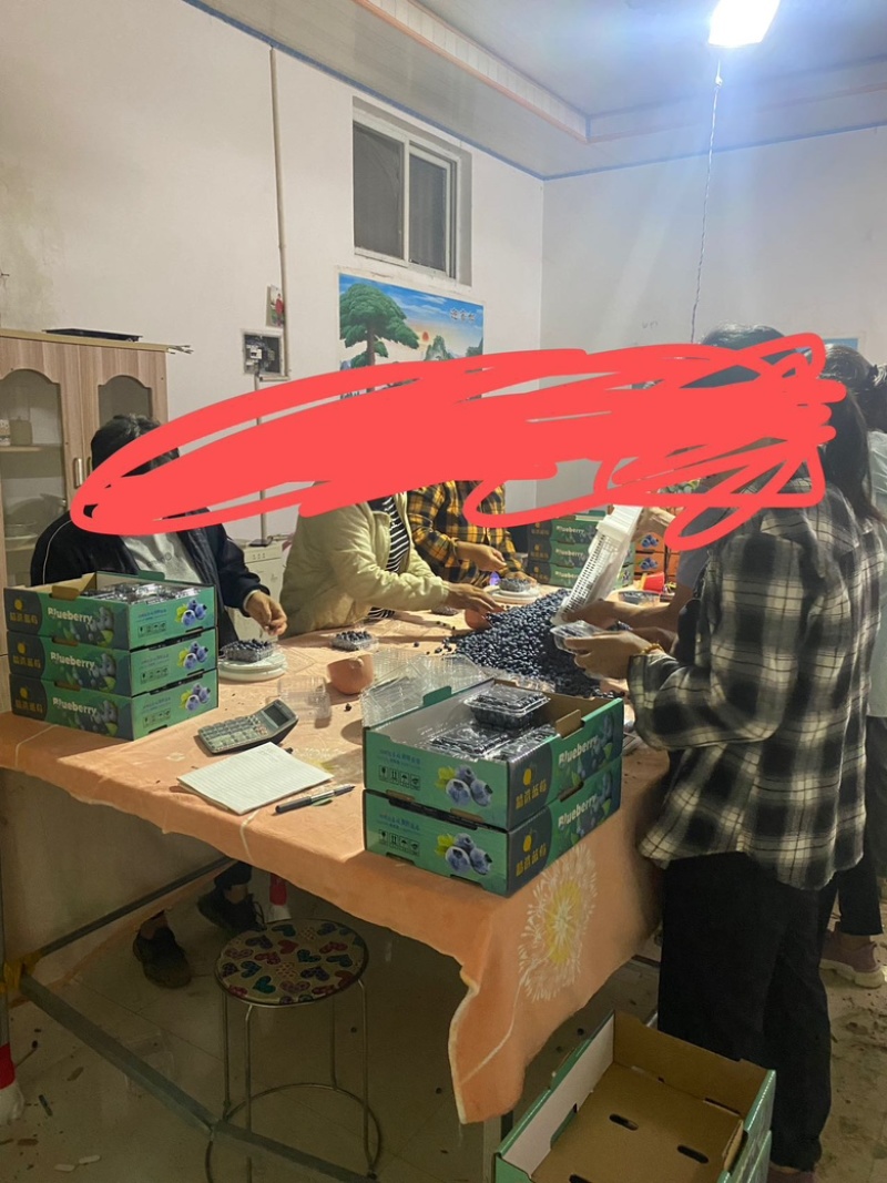 江苏蓝莓，暖棚果大量上市！品种有云雀、L、H5、绿宝石等