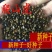 爬山虎种子四季常青爬藤植物耐寒三叶五叶红叶攀爬户外爬墙虎