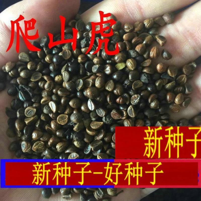 爬山虎种子四季常青爬藤植物耐寒三叶五叶红叶攀爬户外爬墙虎
