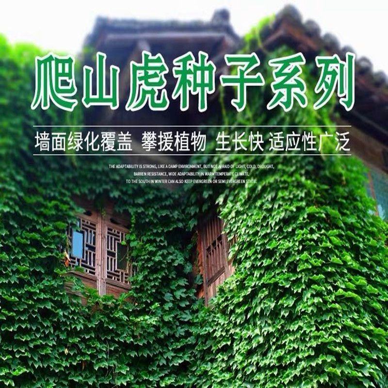 爬山虎种子四季常青爬藤植物耐寒三叶五叶红叶攀爬户外爬墙虎
