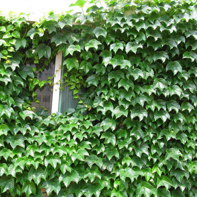 爬山虎种子四季常青爬藤植物耐寒三叶五叶红叶攀爬户外爬墙虎
