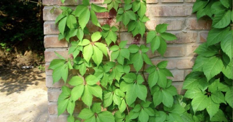 爬山虎种子四季常青爬藤植物耐寒三叶五叶红叶攀爬户外爬墙虎