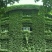 爬山虎种子四季常青爬藤植物耐寒三叶五叶红叶攀爬户外爬墙虎