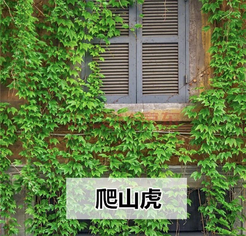 爬山虎种子四季常青爬藤植物耐寒三叶五叶红叶攀爬户外爬墙虎