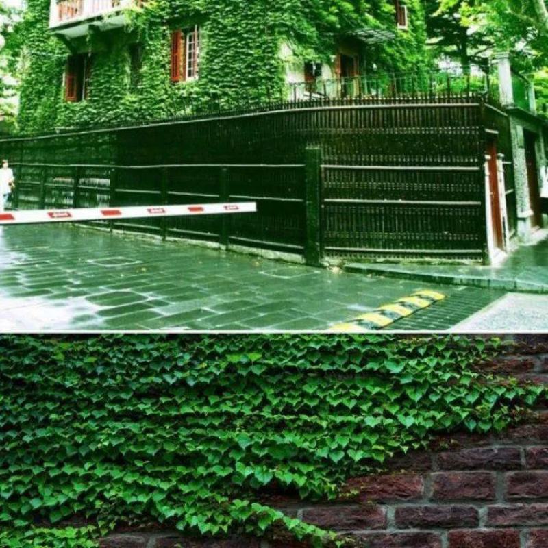 爬山虎种子四季常青爬藤植物耐寒三叶五叶红叶攀爬户外爬墙虎