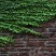 爬山虎种子四季常青爬藤植物耐寒三叶五叶红叶攀爬户外爬墙虎