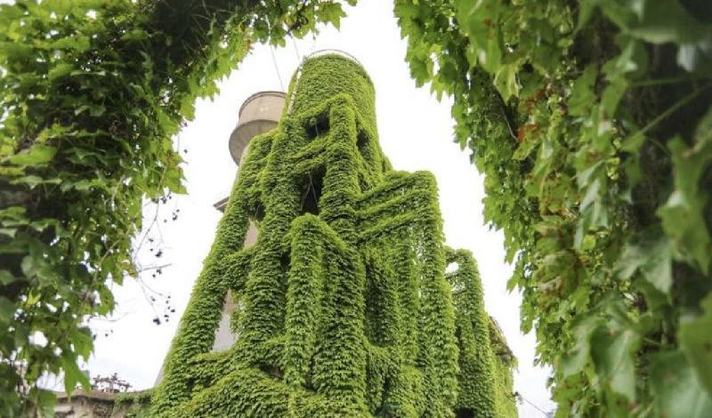 爬山虎种子四季常青爬藤植物耐寒三叶五叶红叶攀爬户外爬墙虎