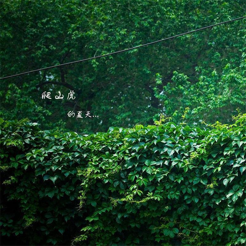 爬山虎种子四季常青爬藤植物耐寒三叶五叶红叶攀爬户外爬墙虎
