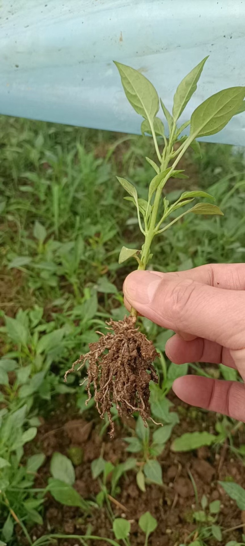 樟树辣椒苗