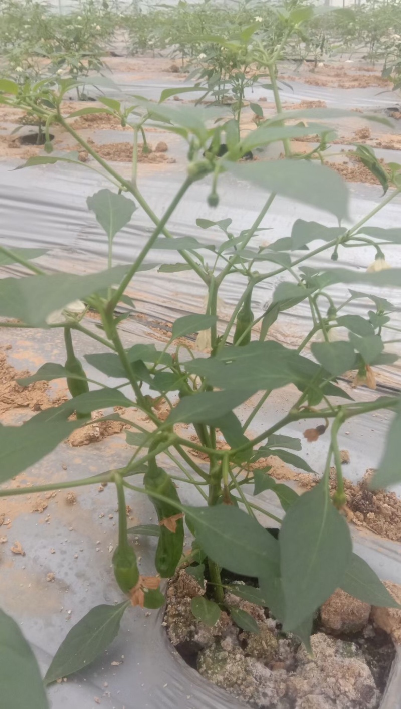 樟树辣椒苗