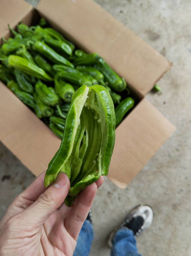 麻城市优质薄皮椒/青椒/产地一手实力代办，大量现货可供。