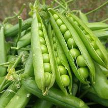 新鲜豌豆荚长寿仁豌豆角嫩豌豆粒中青豆甜豌豆米弯豆尖已上市