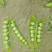 新鲜豌豆荚长寿仁豌豆角嫩豌豆粒中青豆甜豌豆米弯豆尖已上市