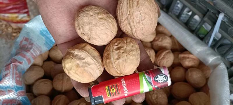 新疆核桃大果新疆核桃中果摆摊赶集火爆产品