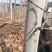 大批量法国梧桐树八厘米以上规格都有2.4米分岔