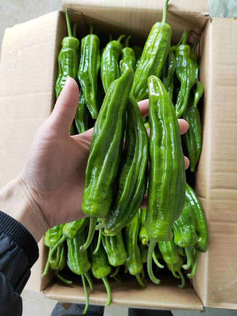 【精选】麻城薄皮椒新鲜上市啦！万亩种植基地直发，品质保证