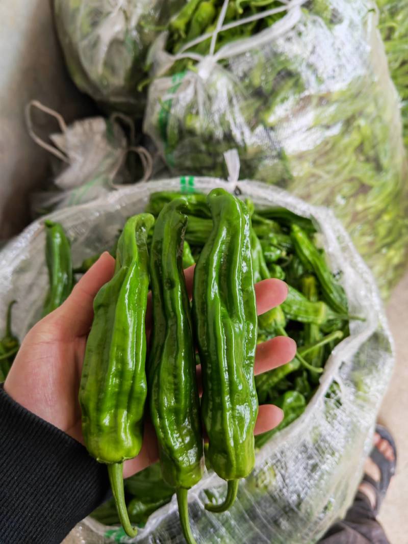 【精选】麻城薄皮椒新鲜上市啦！万亩种植基地直发，品质保证